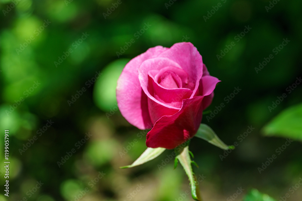 Beautiful pink Shocking Blue rose (KORblue) in natural sunlight on evergreen background. Purple floribunda rose against nature background.
