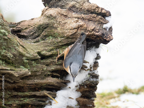 Kleiber (Sitta europaea) photo