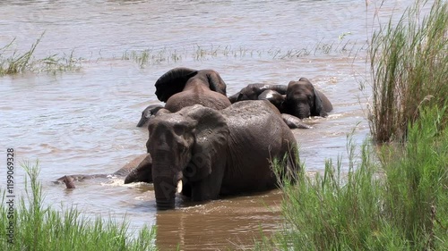 A herd of African elephants enjoying the day swimming and playing in a river. Kruger, South Africa.