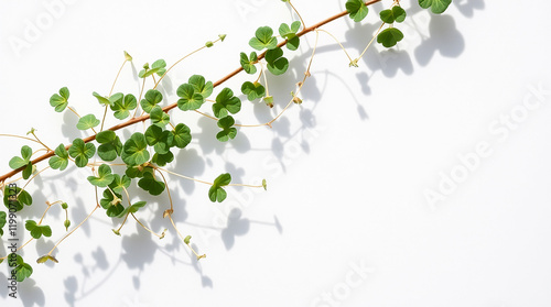 delicate garland of small green clover leaves and thin vines, exhibiting fine textures and subtle shadows against a stark white background