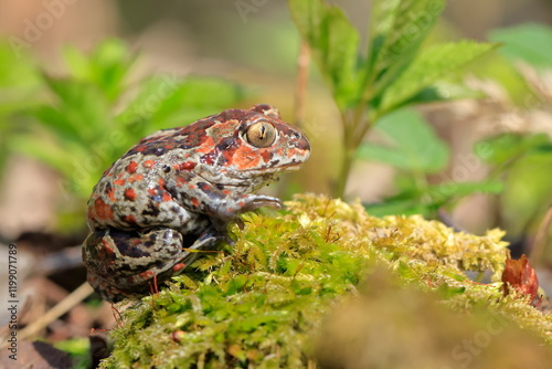 Pelobates fuscus, Czech republic photo