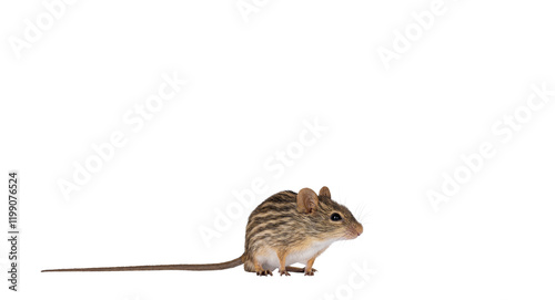 Striped grass mouse standing side ways. Head up. Looking away from camera. Copy space. Isolated cutout on a transparent background.