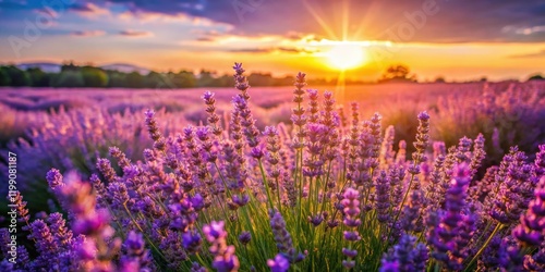 Bathed in sunlight  lavender fields stretch to the horizon        a breathtaking banner image.