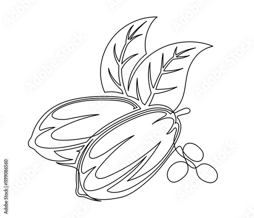 Cacao beans branch with leaves line