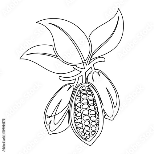 Cacao beans branch with leaves line
