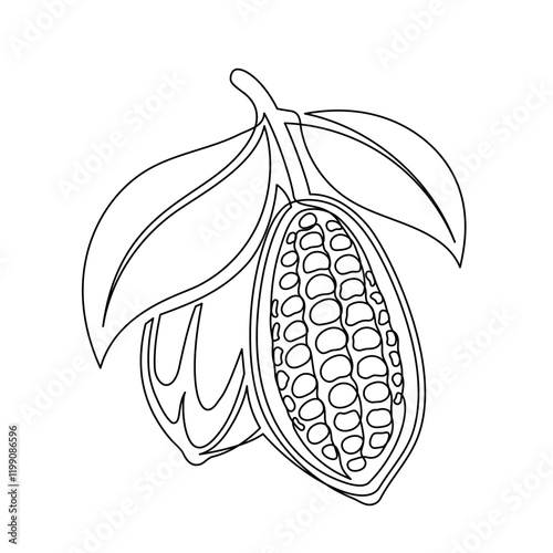 Cacao beans branch with leaves line