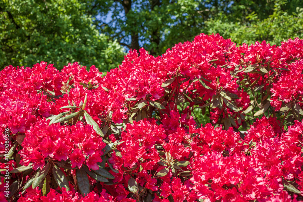 Rote Rhododendronblüte, Close-Up, Deutschland Rote Rhododendronblüte, Close-Up, Deutschland