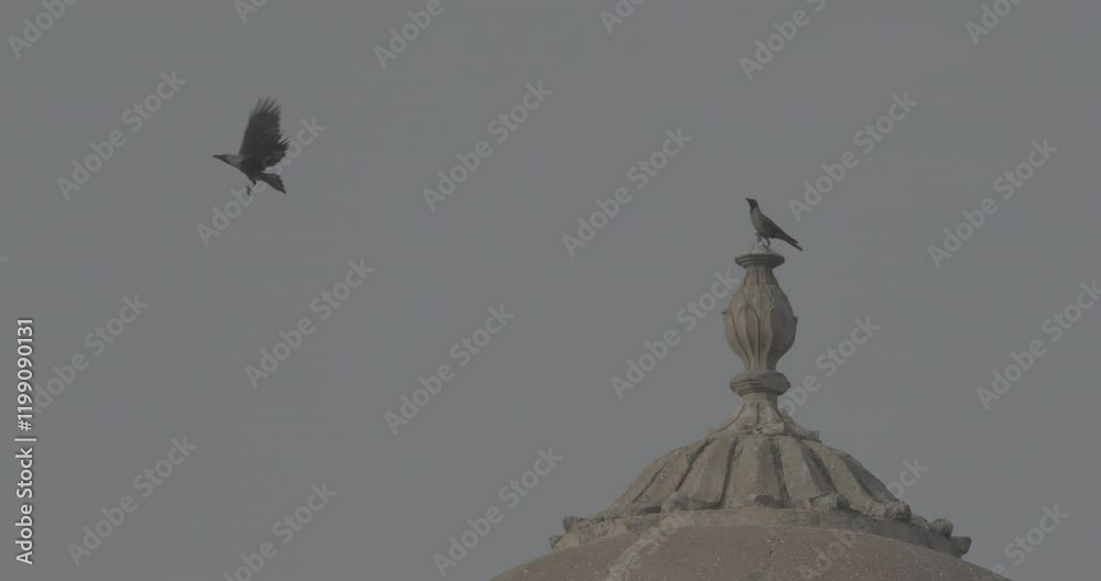 Varanasi, Uttar Pradesh, India. Ungraded C LOG 2 Crow Take Off From Tower Of Het Singh Fort, Jain Ghat. Clear Blue Sky. Slow Motion Flight. Ancient Fort. Red Wall Of Chet Singh Fort