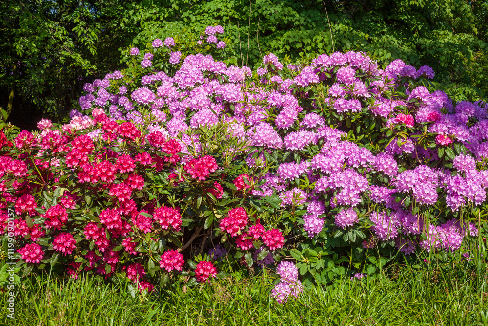 Bunte Rhododendronblüte, Close-Up, Deutschland Bunte Rhododendronblüte, Close-Up, Deutschland