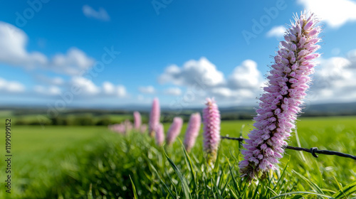 Flowers bloom under a blue sky with fluffy clouds in the countryside