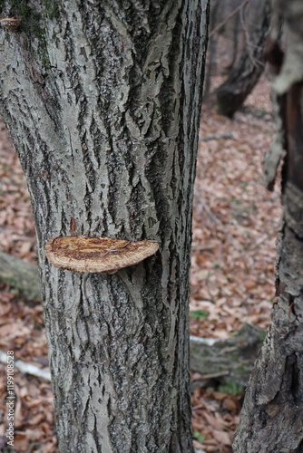 Fototapeta Naklejka Na Ścianę i Meble -  trunk