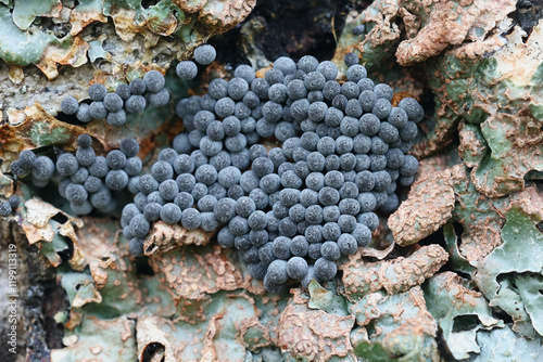 Badhamia macrocarpa, slime mold from Finland, no common English name photo