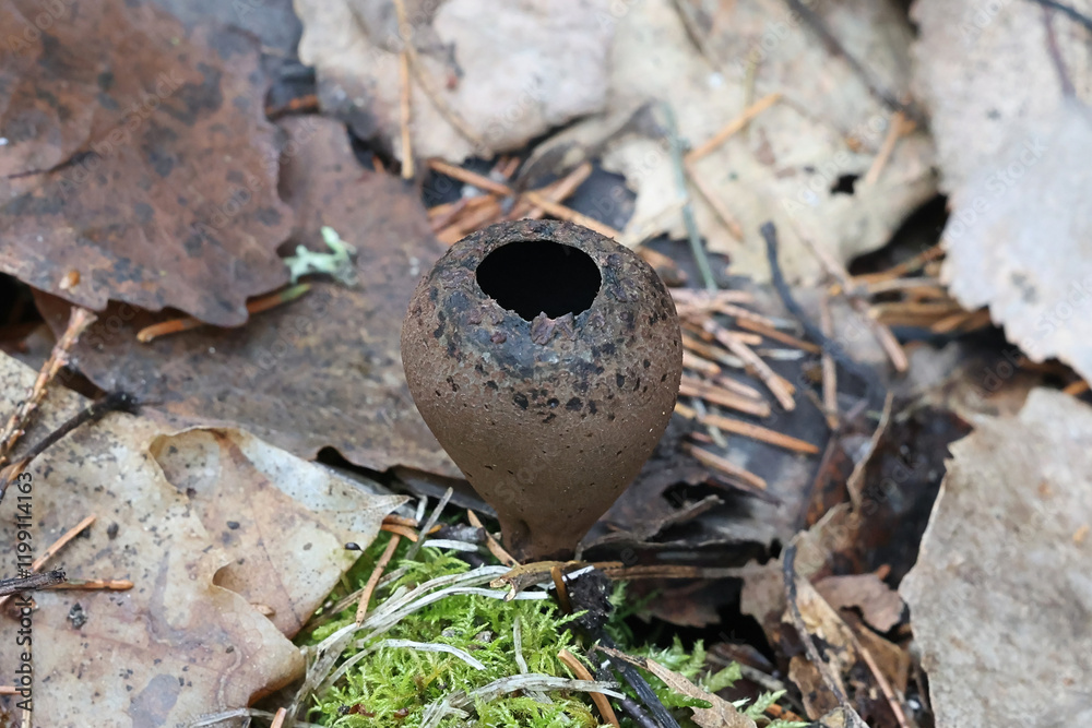 Φωτογραφία Urnula craterium, commonly known as the devil's urn or the gray urn, cup fungus