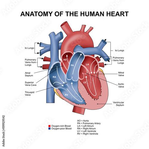 Anatomy of the human heart cross section