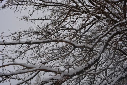 Beautiful winter landscape, branches of fruit trees, vines covered with white fluffy snow.