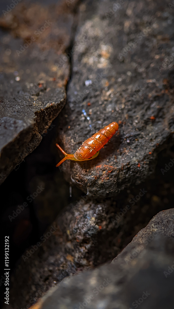 Baby snail of the Subulina octona species with an orange shell walking on a natural stone photographed with a macro lens Baby snail of the Subulina octona species with an orange shell walking on a natural stone photographed with a macro lens