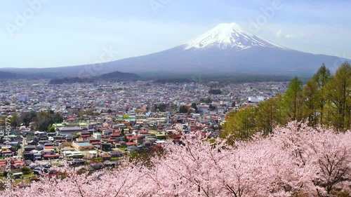 【山梨県・富士吉田市】新倉山浅間公園の春景色　満開の桜と富士山と街並み　
Spring scenery of Arakurayama Sengen Park. Cherry blossoms in full bloom, Mt. Fuji and the cityscape. - Yamanashi, Japan photo