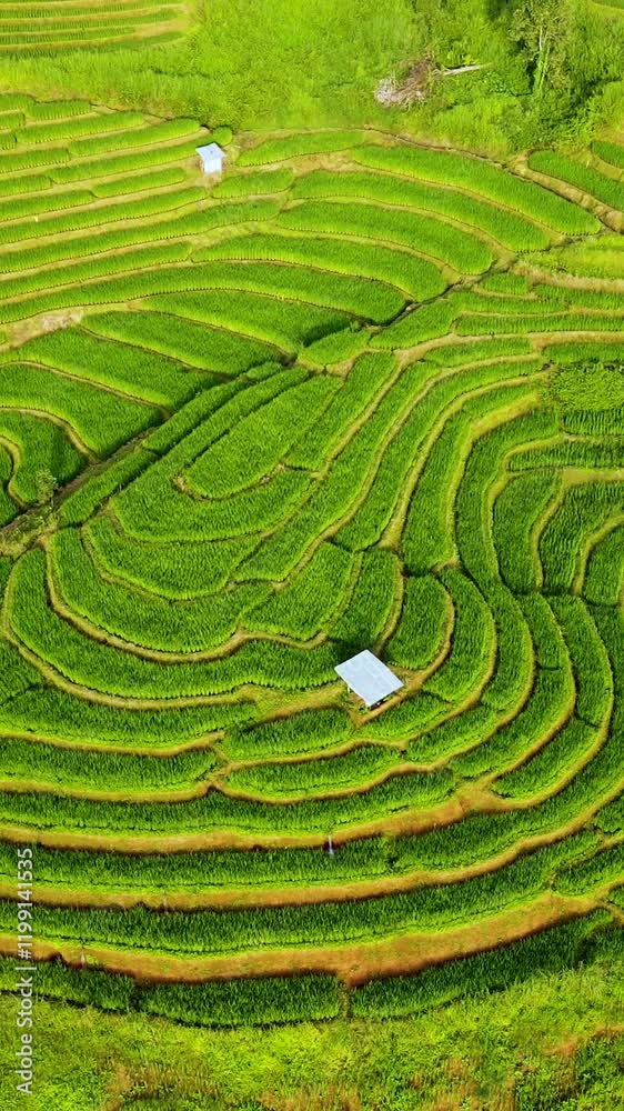 Stunning rice field views in Chiang Mai reveal intricate terraces and vibrant greenery, showcasing the serene beauty of rural Thailand and its agricultural heritage. Stunning rice field views in Chiang Mai reveal intricate terraces and vibrant greenery, showcasing the serene beauty of rural Thailand and its agricultural heritage.