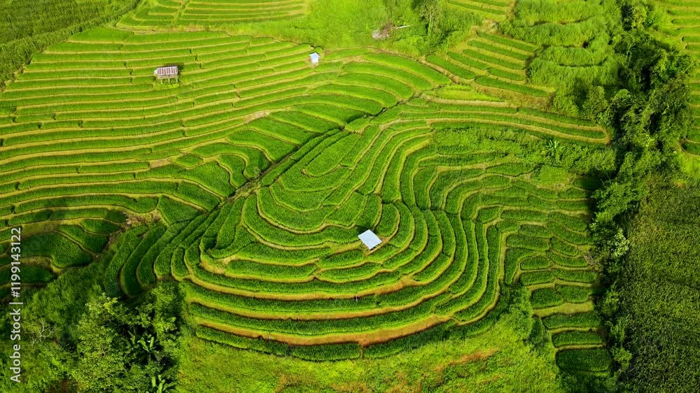Experience the breathtaking beauty of the rice terraces in Chiang Mai, Thailand. Stroll through verdant fields and witness the intricate patterns created by local farmers in this tranquil environment.