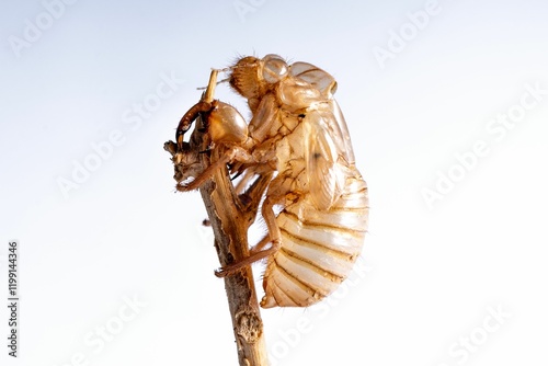 Cicada exoskeleton on twig
