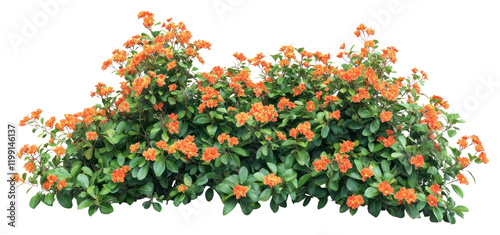 Fototapeta Naklejka Na Ścianę i Meble -  PNG Real orange flower bushes flowers leaves leaf.