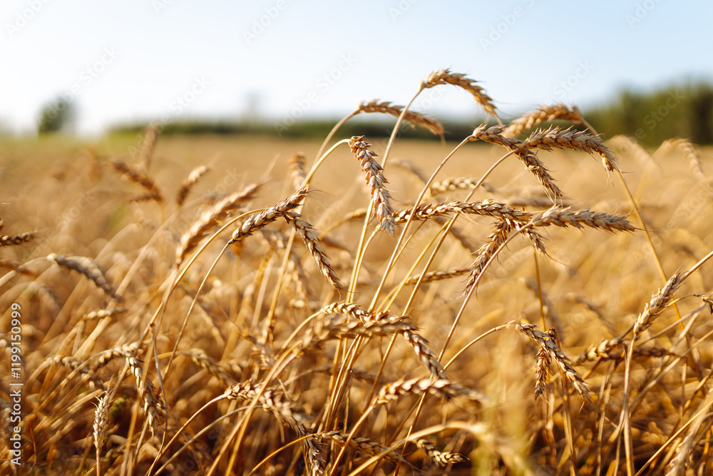 Obraz premium Agriculture landscape with ears of golden wheat at sunset. Autumn harvest. Growth nature harvest.