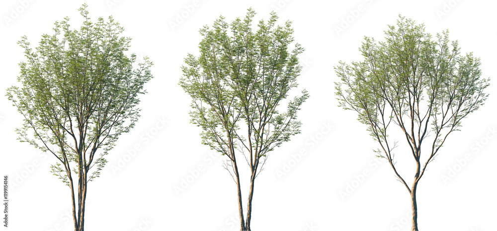 Set of 3 Aphananthe aspera (commonly known as scabrous aphananthe or muku tree) frontal street trees isolated png on a transparent background perfectly cutout Set of 3 Aphananthe aspera (commonly known as scabrous aphananthe or muku tree) frontal street trees isolated png on a transparent background perfectly cutout