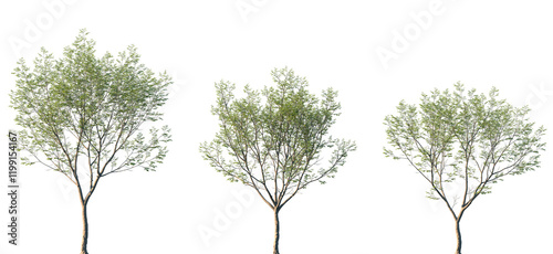 Set of 3 Aphananthe aspera (commonly known as scabrous aphananthe or muku tree) frontal street trees isolated png on a transparent background perfectly cutout photo