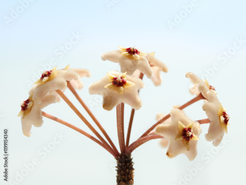 Hoya umbel