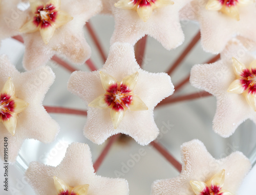 Close-up of hoya bloom