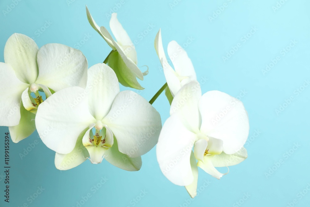Obraz premium White orchid on color background