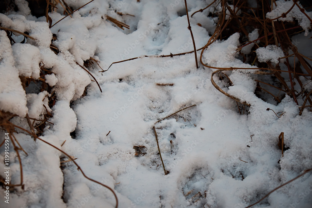 Close-up of cat tracks in the snow. Top view. Close-up of cat tracks in the snow. Top view.