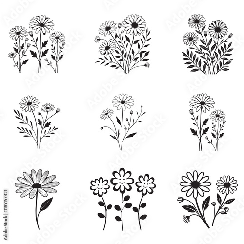 Collection of Common Daisy Plant Vector Illustration Design
