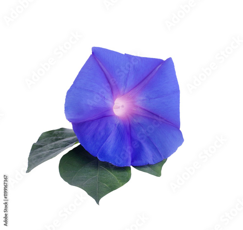 morning glory transparent png