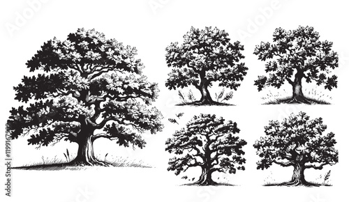 A Collection of Black and White Hand Drawn Oak Trees in Various Poses, From Young Saplings to a Grand Mature Tree, With Stylized Leaves and a Grassy Base,