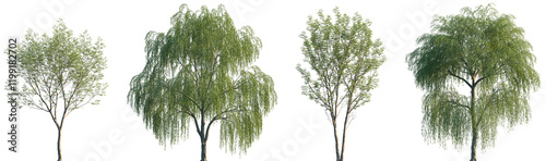 Set of Aphananthe aspera and Salix babylonica frontal street trees isolated png on a transparent background perfectly cutout photo