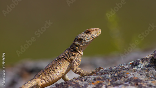 Kafkas Keleri Caucasian Lizard