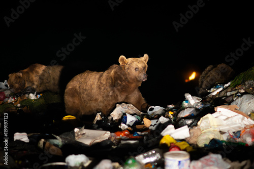 Scavenger Bear