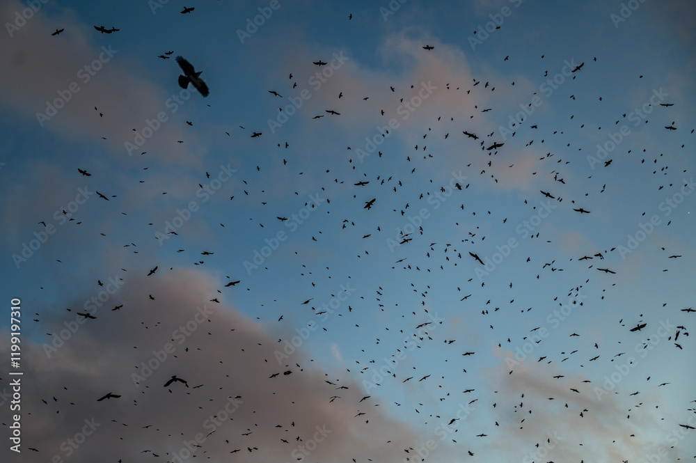 Many crows inthe sky. Crows silhouettes on a evening's dark blue sky. Many crows inthe sky. Crows silhouettes on a evening's dark blue sky.