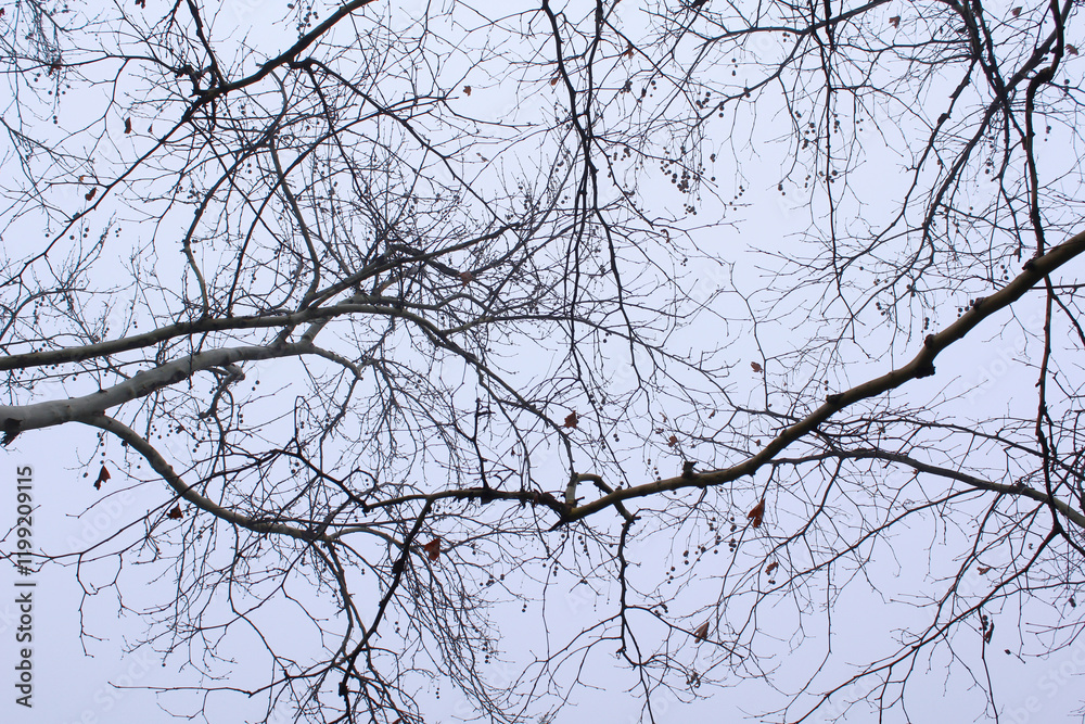 branches of a tree against the sky branches of a tree against the sky