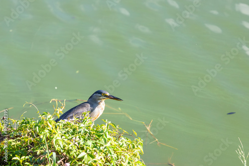 Striated heron (Socozinho) near water, in a calm pose, showcasing its gray feathers. Perfect for aquatic bird projects and Brazilian ecosystem studies.