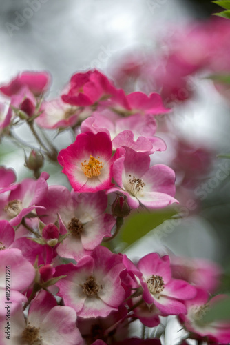 Close-up of a wild rose bush, dreamy with bokeh