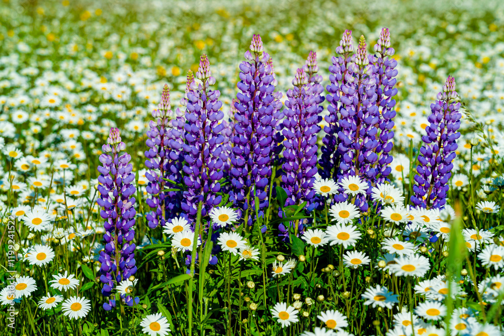 Obraz premium Lupins growing amongst a field of daisies.