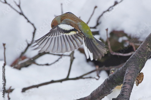 bird in the snow. Fringilla coelebs photo