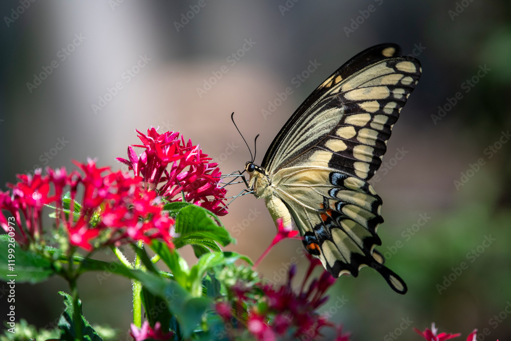 Naklejka premium butterfly on flower