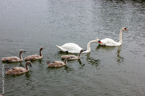 A family of swans and their small ones on the lake swimming in a group