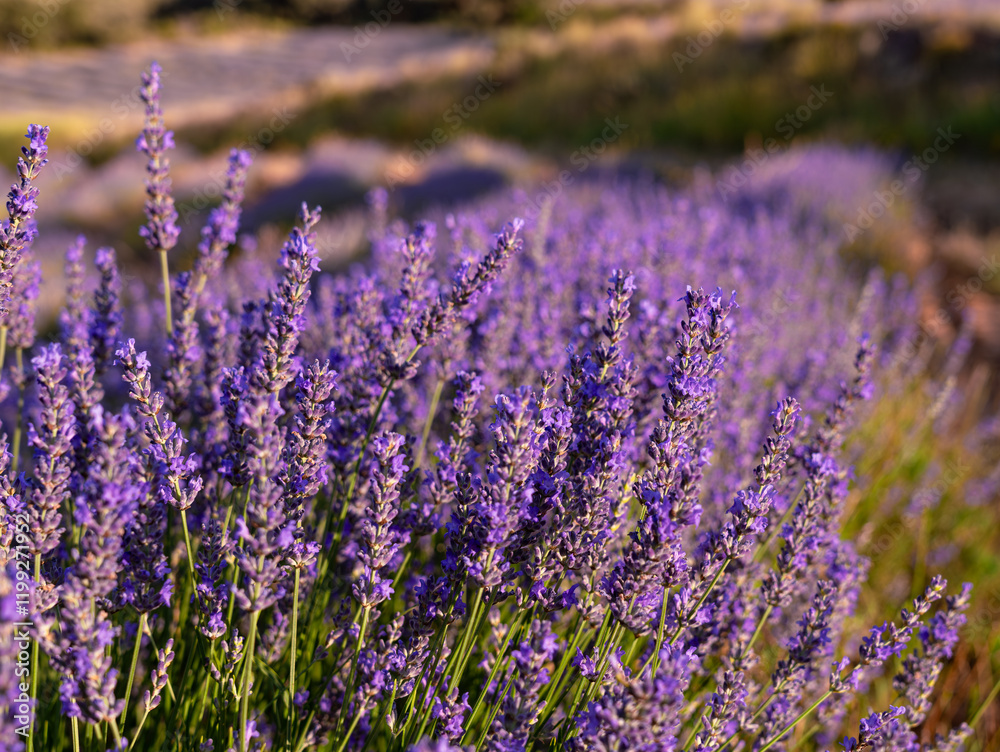 Obraz premium Beautiful lavender flowers in a field in summer