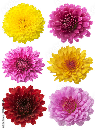 Big selection of colorful chrysanthemum flowers on white background. Various red, yellow, orange, pink
