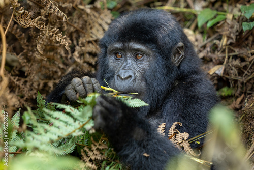 Berggorilla, Gorilla beringei beringei, MOuntaingorilla
