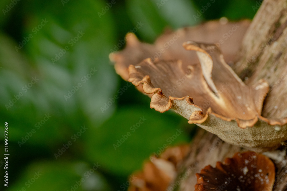 mushrooms on a tree mushrooms on a tree